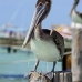 pelican_brown_im_v_0141_mex0371.jpg